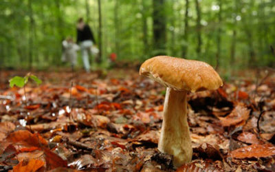 Llega el otoño y llegan las intoxicaciones por consumo de hongos y setas: algunos consejos